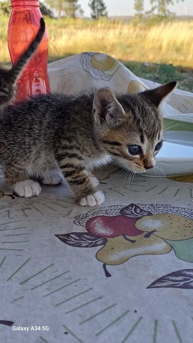 Gatinhos bebes muito maus