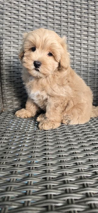 Maltipoo/ chłopczyk