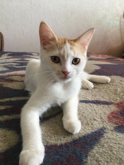 Скоттиш фолд-страйт