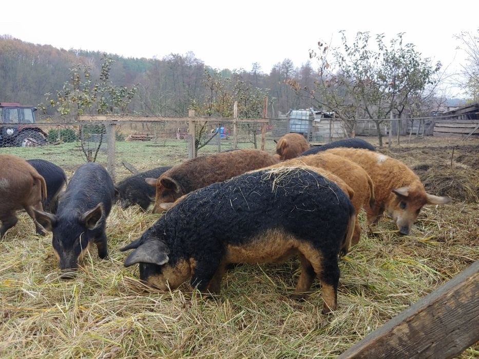 Мангалиця поросята