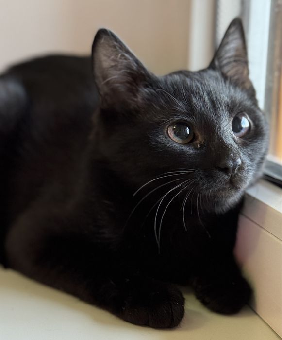 Кошеня (дівчинка, вік 7 міс)