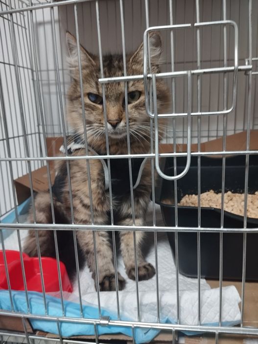 Киця, кішка,коти, котики в добрі руки, стерилізована