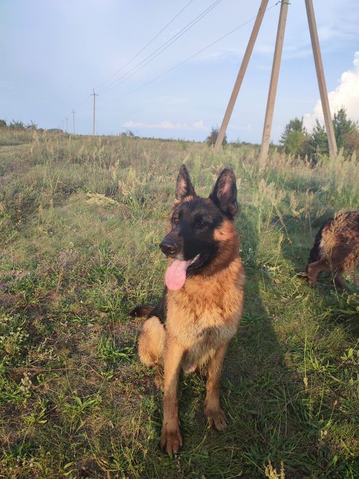 Кабель Німецької Вівчарки на в'язку