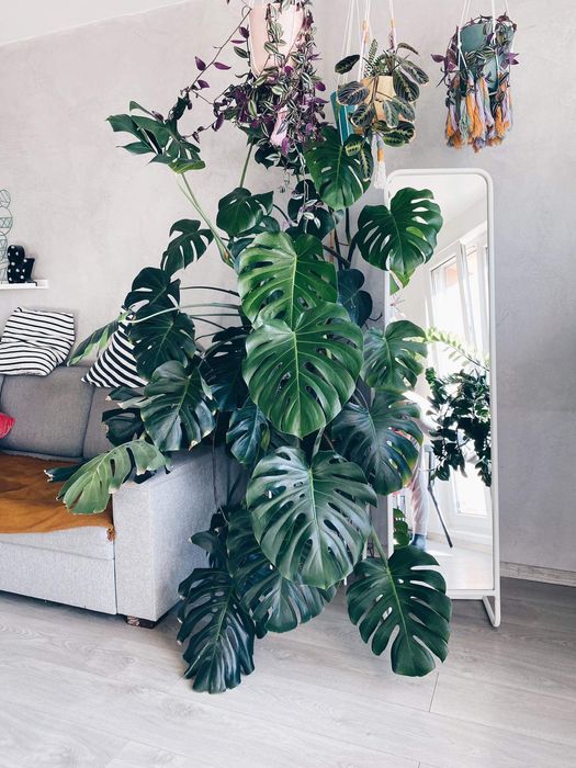 Monstera dziurawa
