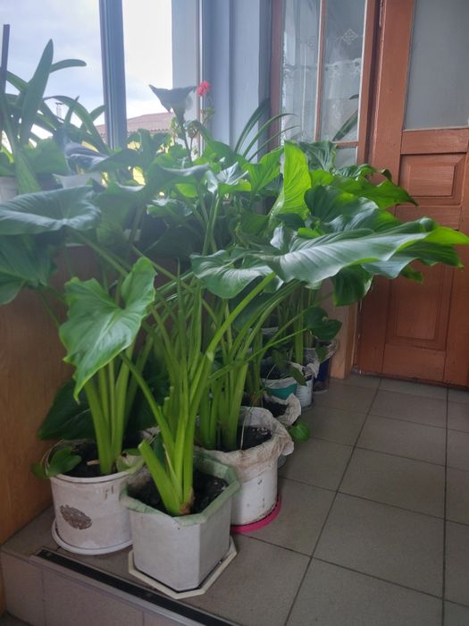 Цибулини білої калли