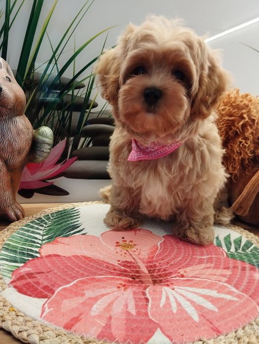 Suczka Maltipoo f1 z Rodowodem