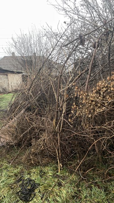 Гілки дерев, ветки деревьев самовивіз