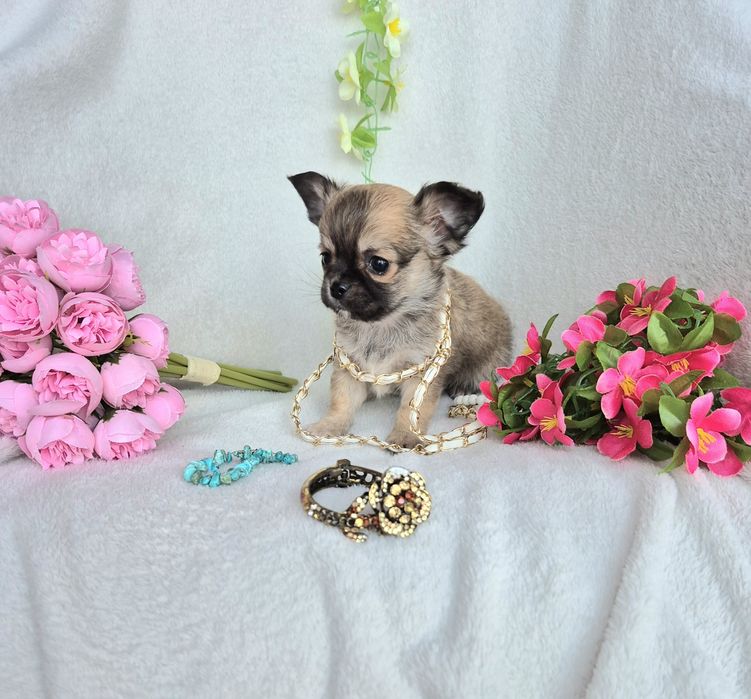 Śliczny Piesek Chihuahua Długowłosy XXS