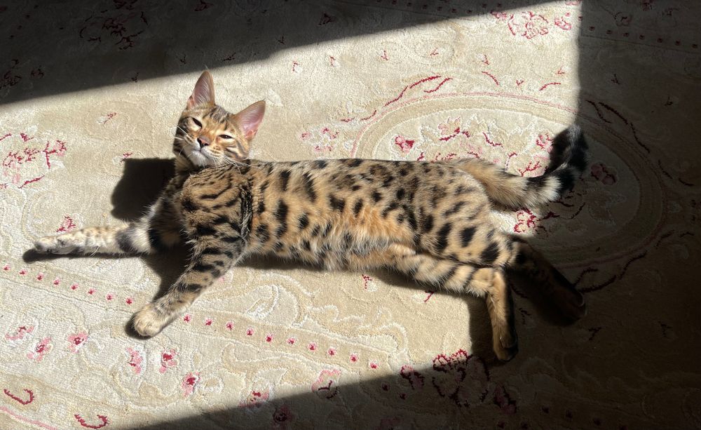 Вʼязка бенгальського кота