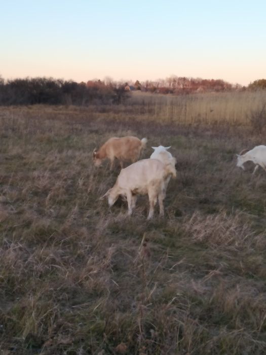 Козлята старше месяца