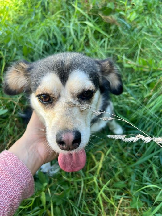 Urocza sunia Leia szuka domku