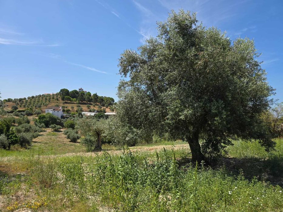 Terreno com casa para recuperar
