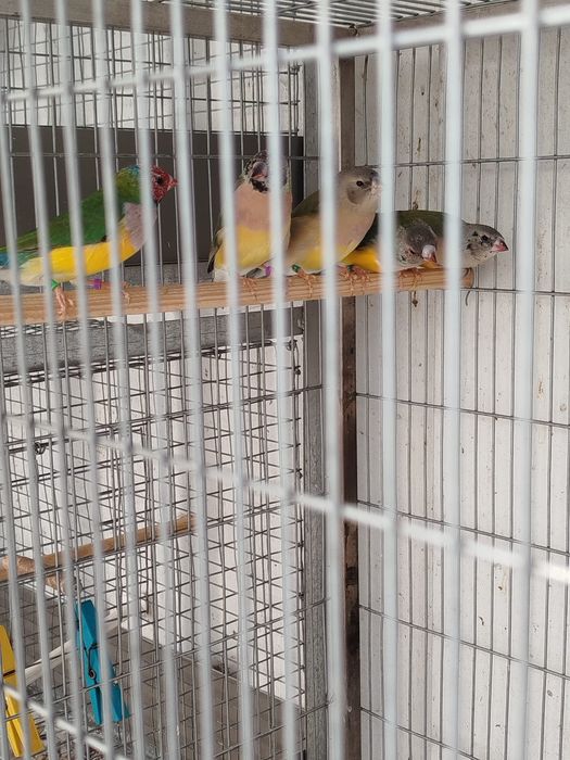 Vendo diamante gold