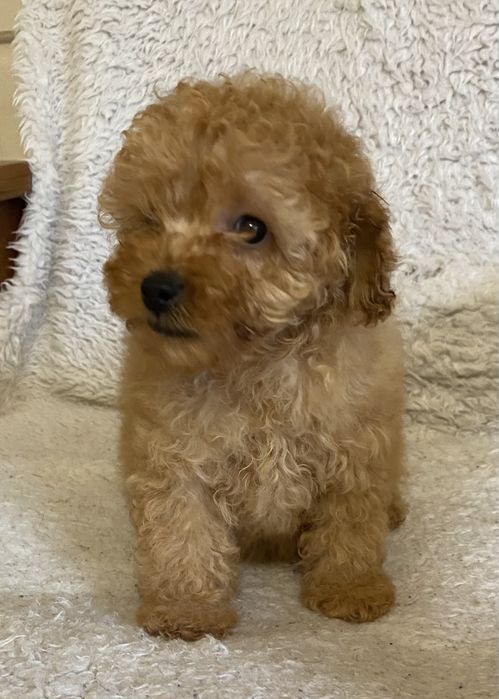 Девочки и мальчики той пудель