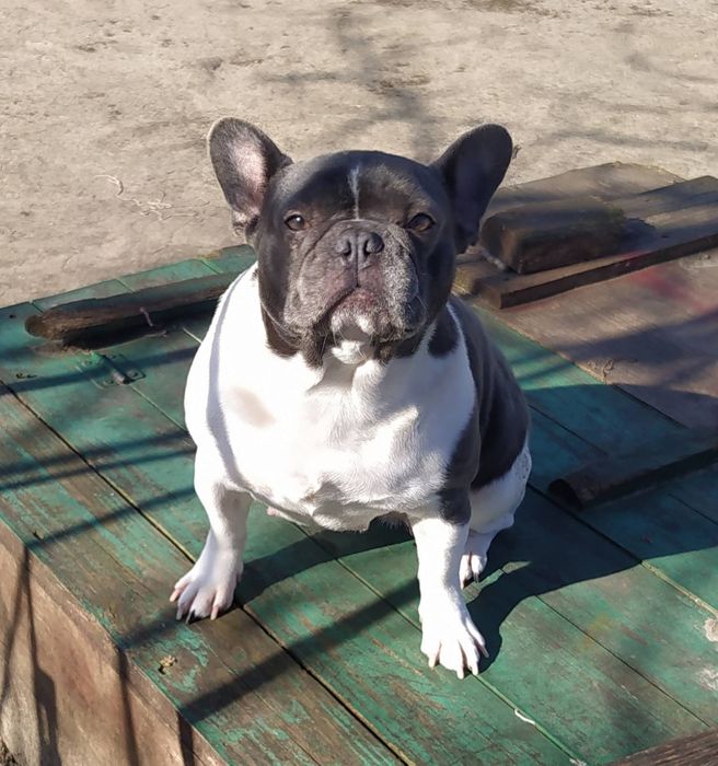 Девочка француз взрослая