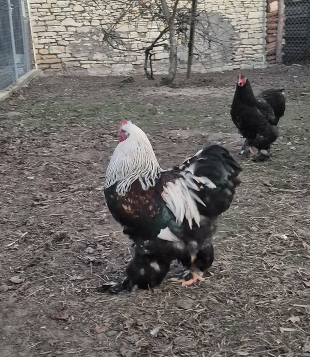 Kogut kochin olbrzymi.