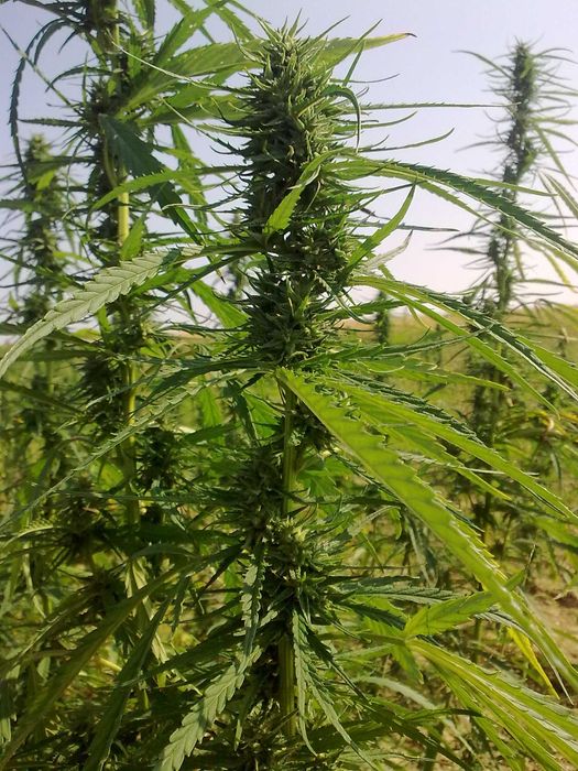 Konopie włókniste świeże z plantacji