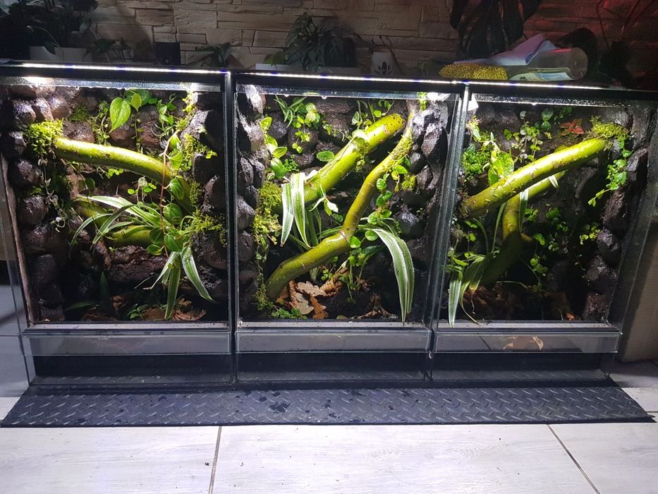 Terrarium 40x40x60 dla gekona