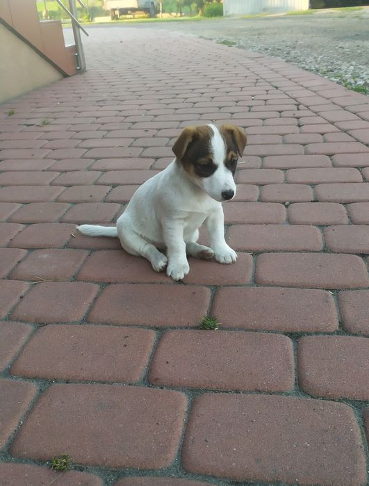 Jack Russell Terrier - suczka