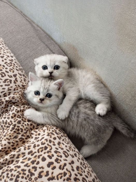 Шотландские котята, серебристая шиншилла