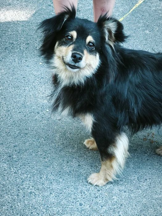 Pozytywna Rampka do adopcji!