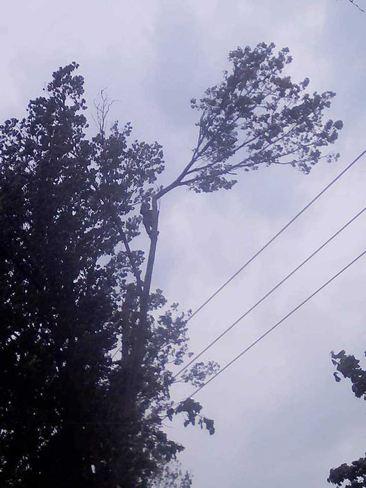 Kompleksowa wycinka drzew, frezowanie pni, rębakowanie usługi wywrotką