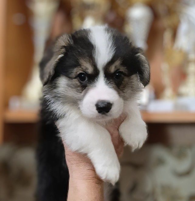 Щенки вельш корги пемброк