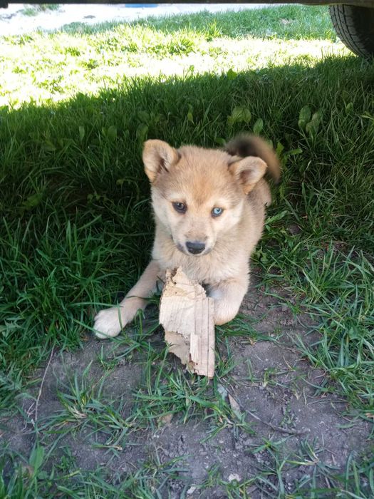 віддам собачок в добрі руки