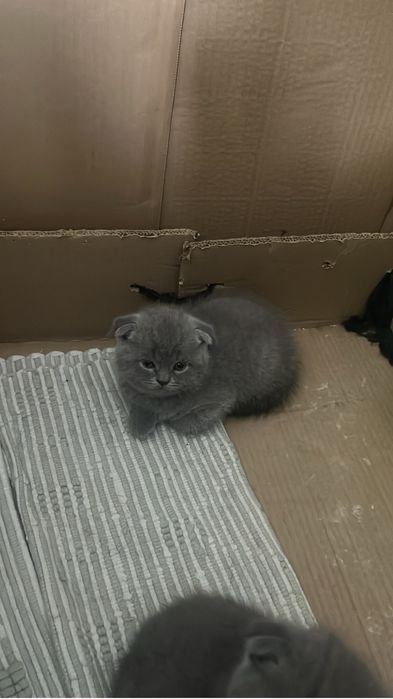 Scottish fold de boa linhagem