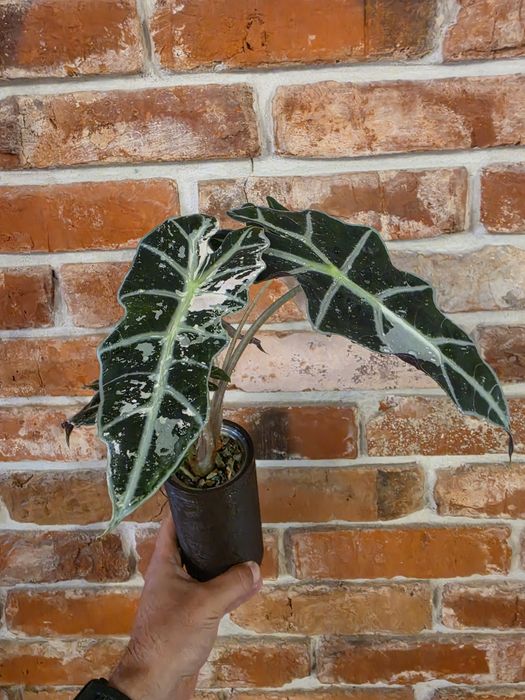 Alocasia Polly Pink Varie