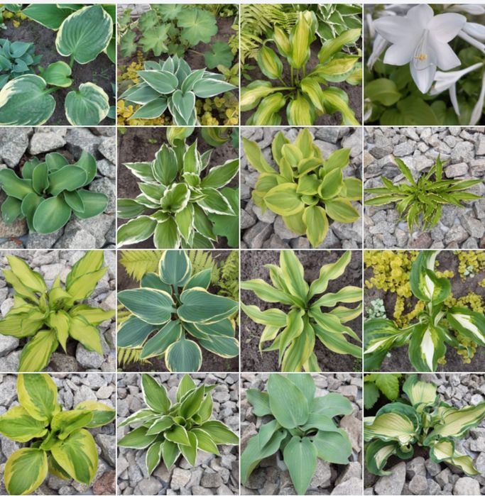 Продам хости і рослини для тіні