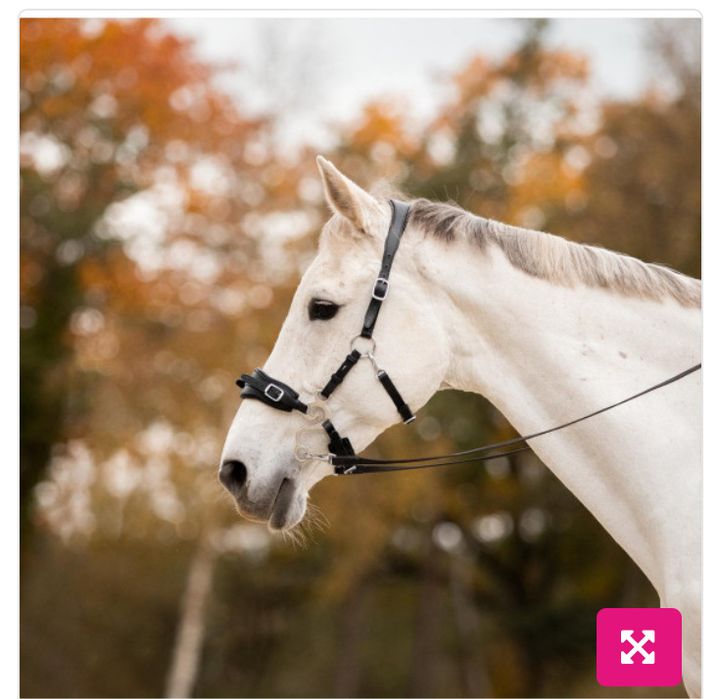 Sprzedam oglowie hackamore Lily FR equestrian