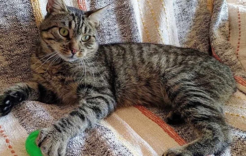 Ryś bez ogonka szuka domu! (FIV+)