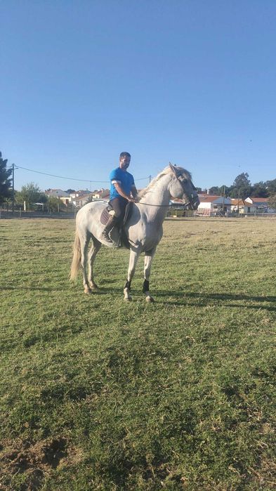 Cavalo    capado