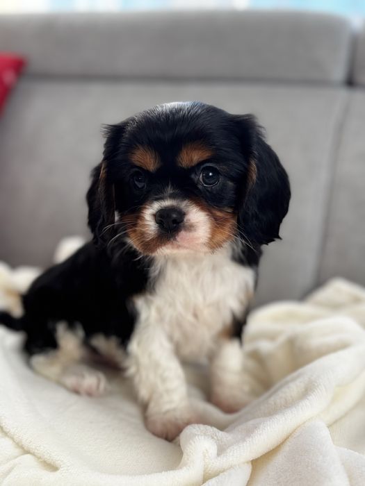 Cavalier King Charles Spaniel