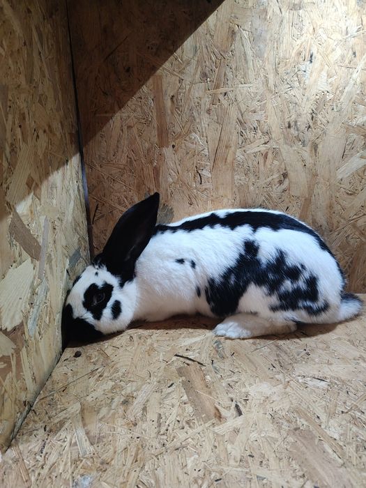 Sprzedaż królików hodowlanych