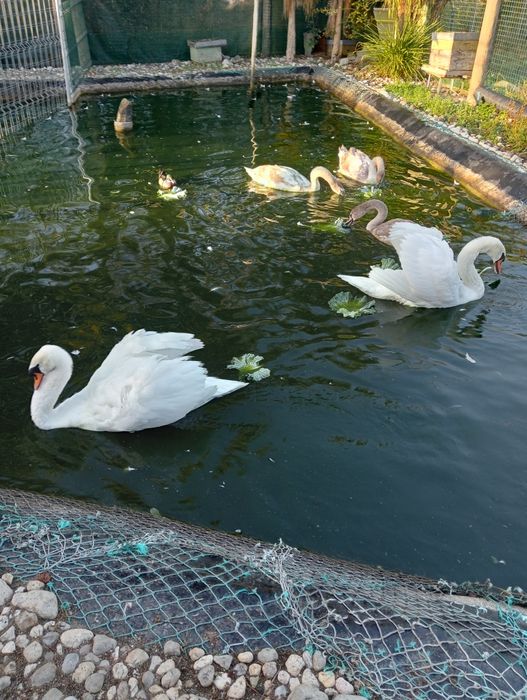 Cedem-se cisnes 2026