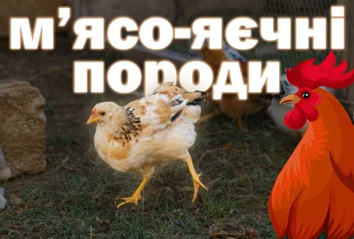 Інкубаційні яйця м'яо-яєчних порід (Інкубаторія UA)