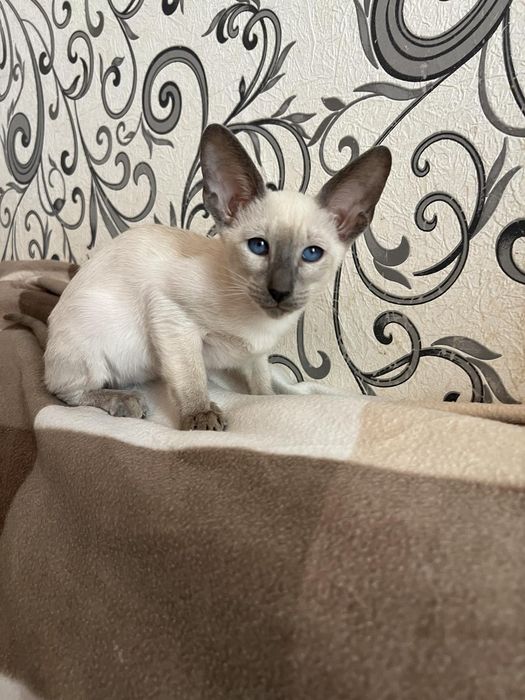 Орієнтальні кошенята.