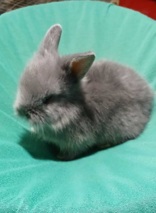 Декоративний кролик, карликовий кролик