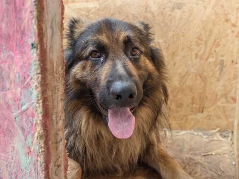 Cezar - w typie Owczarek niemiecki długowłosy