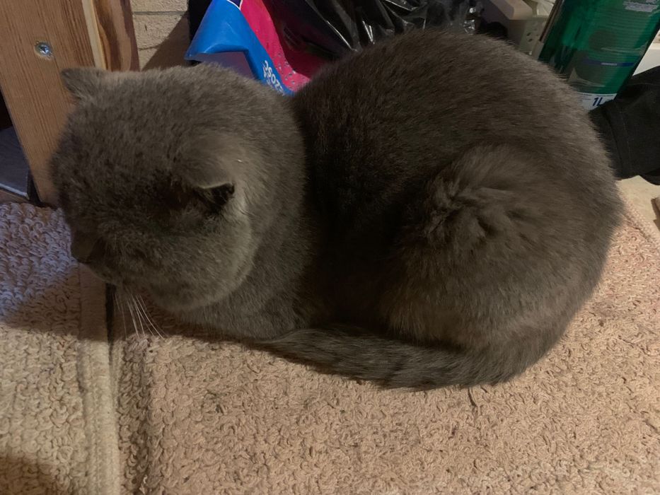 Znaleziono kota w Szczecinie