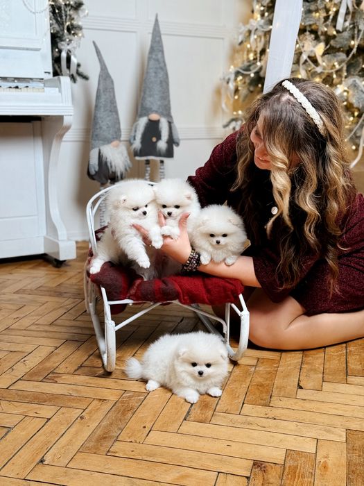 Білі SUPER VIP міні цуценята  померанські шпіци ведмедики з документам