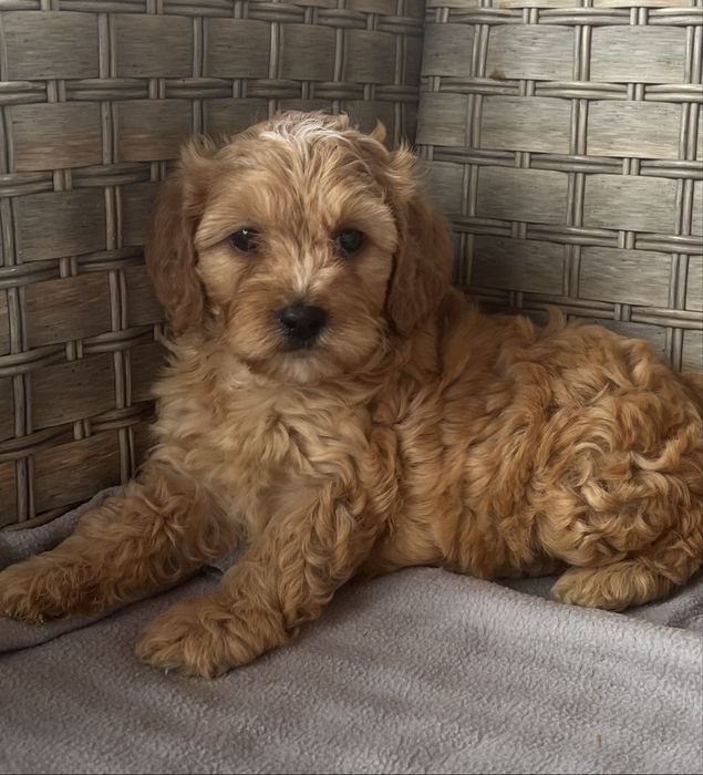 Cockapoo.  Pudel cocker spaniel angielski