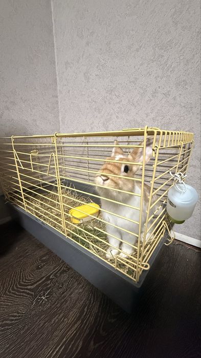 кролик зайчик декоративний