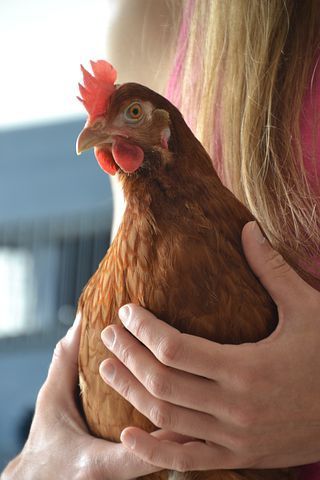 Kury  nioski Pszczyna okolice transport gratis