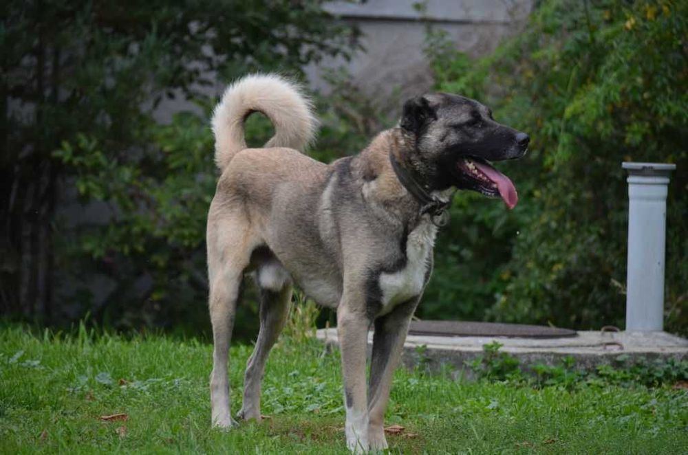 Kangal  import Turcja. Hodowla D.K.BUBU FCI.