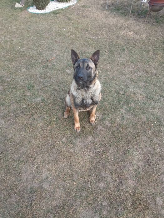 Продається щеня бельгійської вівчарки.