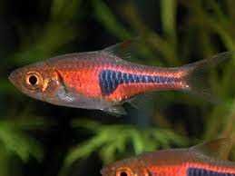 Razbora espei - Trigonostigma espei - Rasbora - dowozimy, wysyłamy