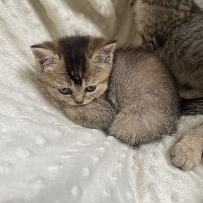 Золота шиншила милі котики